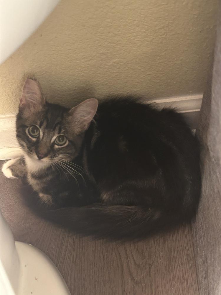 Kris, Adoptable, Kitten Male Domestic Medium Hair.