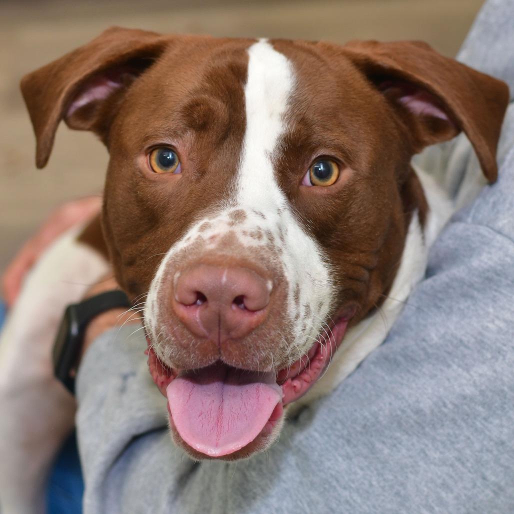 Milo, Adoptable, Adult Male Mixed Breed.