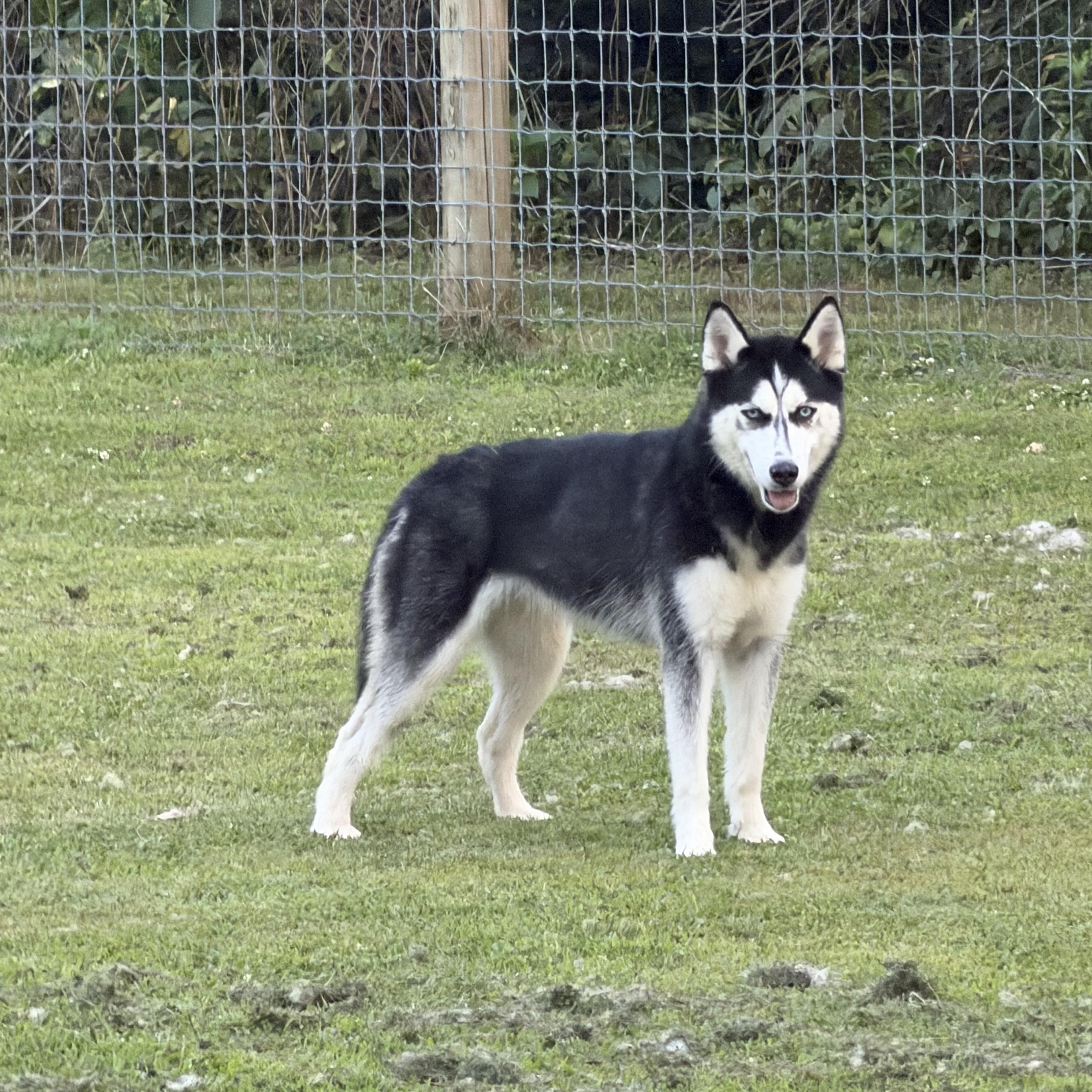 Enlarge Priscilla, a Adopted Siberian Husky in Spring City, PA image 2/5