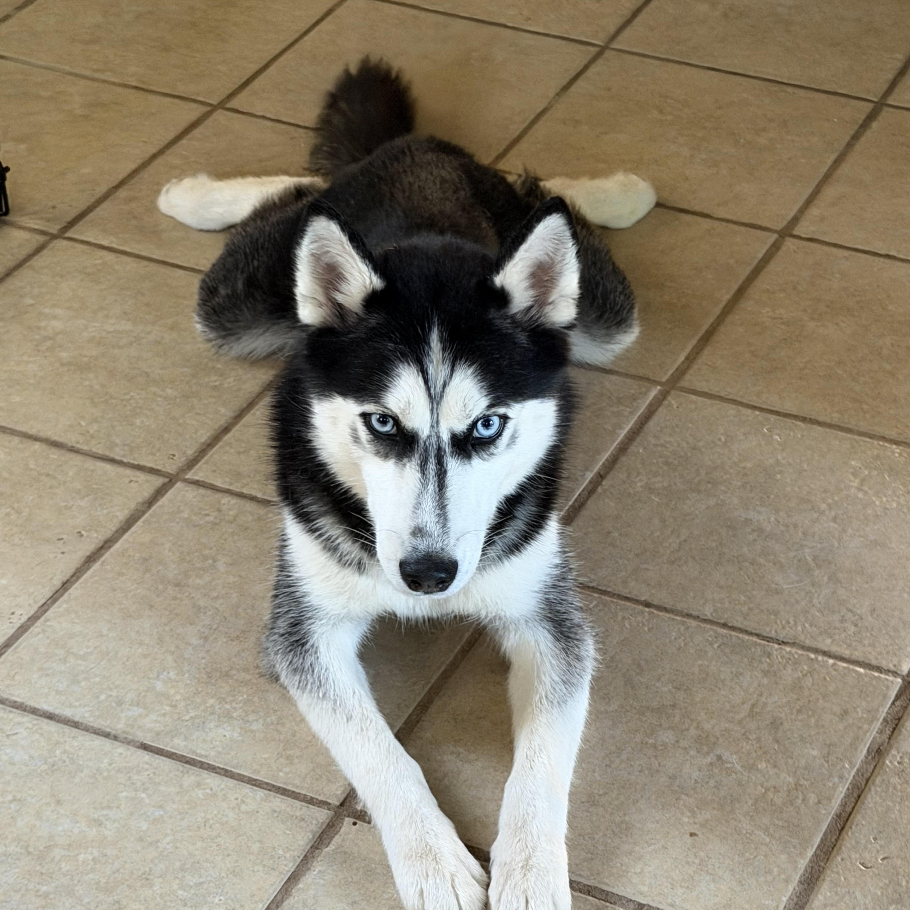 Enlarge Priscilla, a Adopted Siberian Husky in Spring City, PA image 3/5