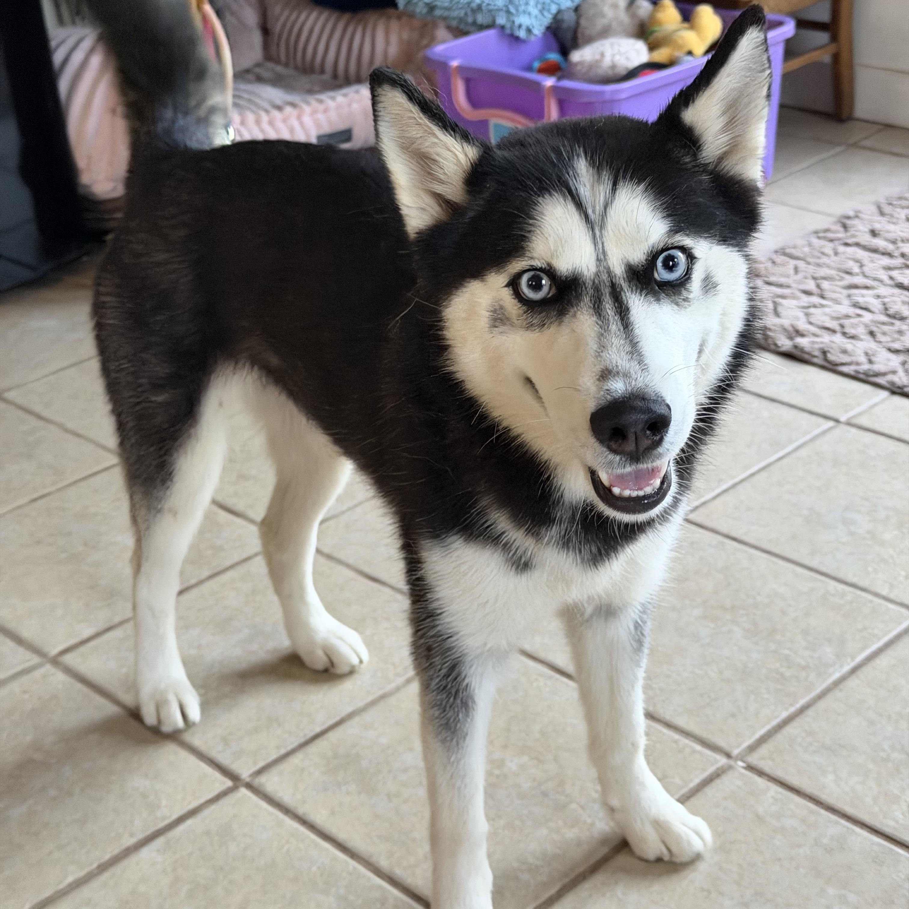 Priscilla, Adopted, Puppy Female Siberian Husky.
