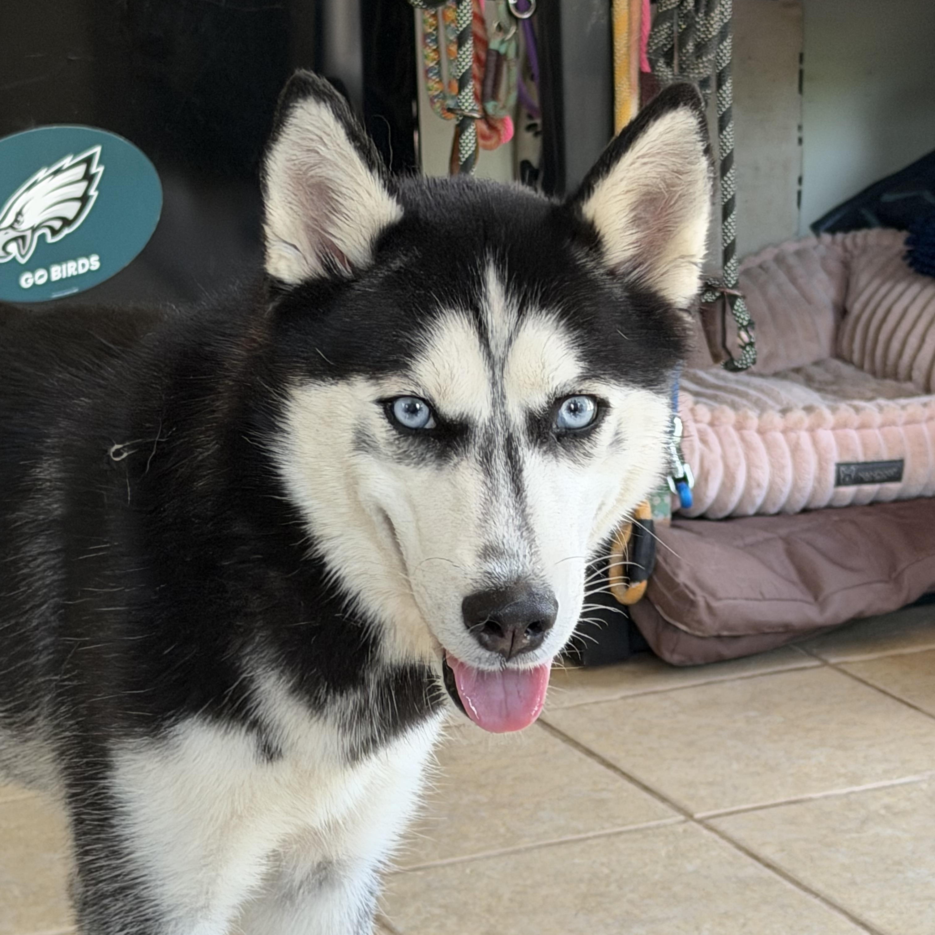 Enlarge Priscilla, a Adopted Siberian Husky in Spring City, PA image 4/5
