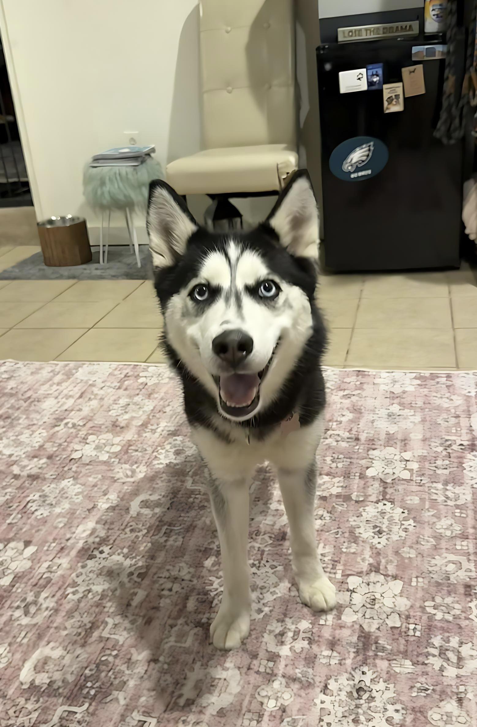 Enlarge Priscilla, a Adopted Siberian Husky in Spring City, PA image 5/5