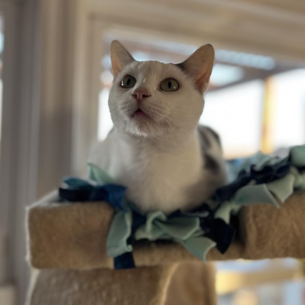 Perdita, a Adoptable Domestic Short Hair in Troy, IL image 1/3