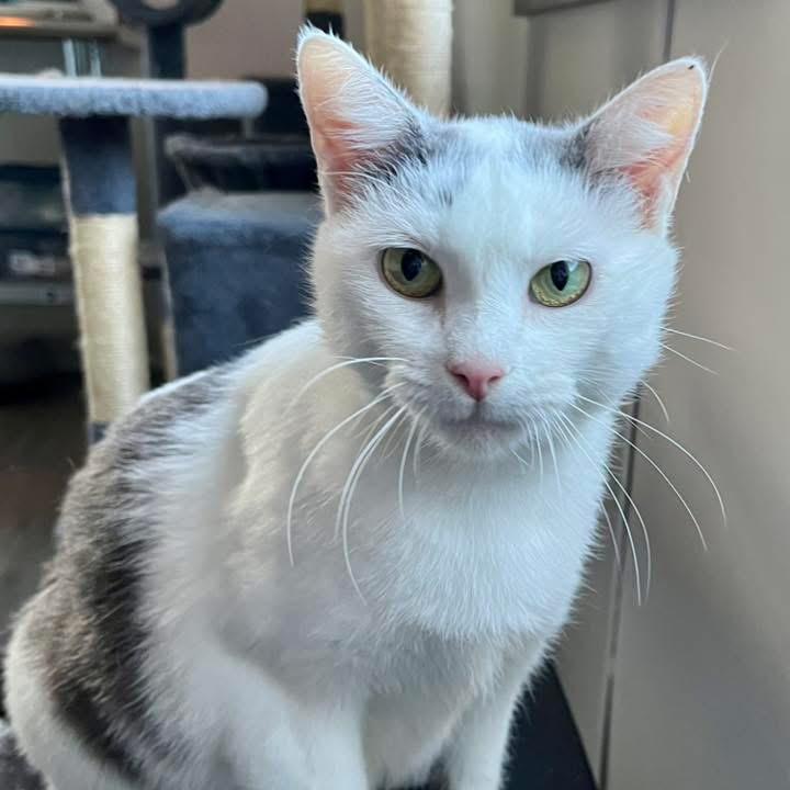 Perdita, a Adoptable Domestic Short Hair in Troy, IL image 2/3