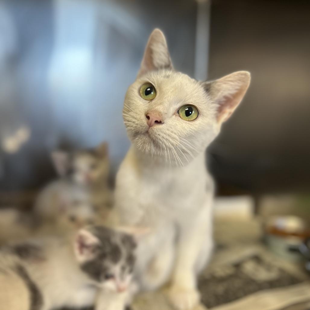 Perdita, a Adoptable Domestic Short Hair in Troy, IL image 3/3