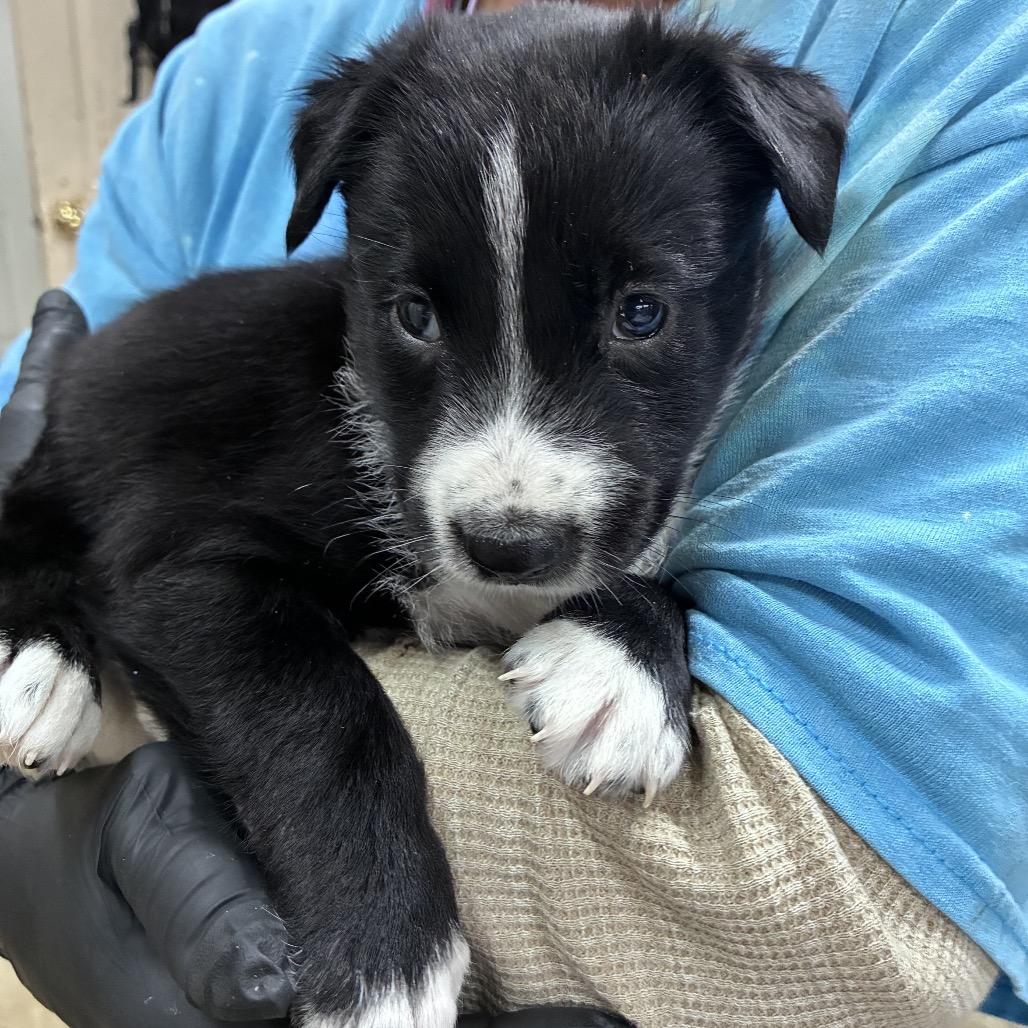 Monday, a Adoptable mixed breed in Hattiesburg, MS image 2/3