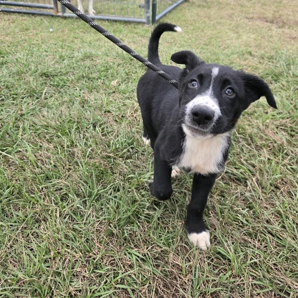 Monday, a Adoptable mixed breed in Hattiesburg, MS image 3/3