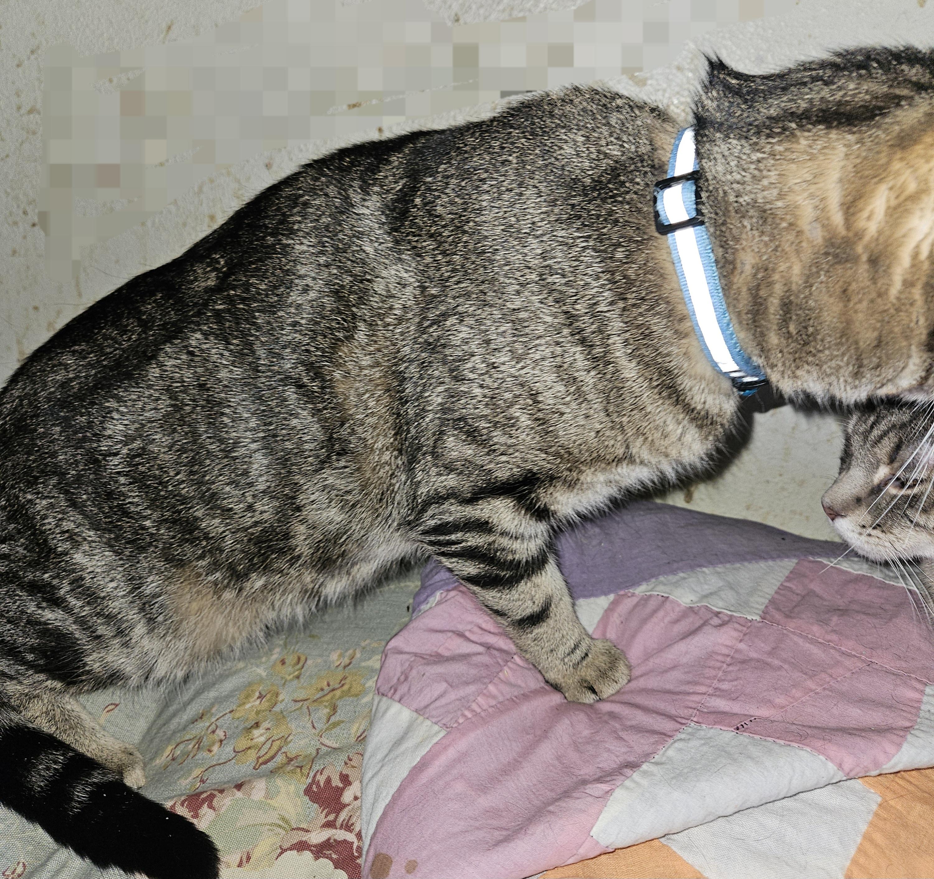 Aiden, a Adoptable Domestic Short Hair in Mansfield, PA image 1/3