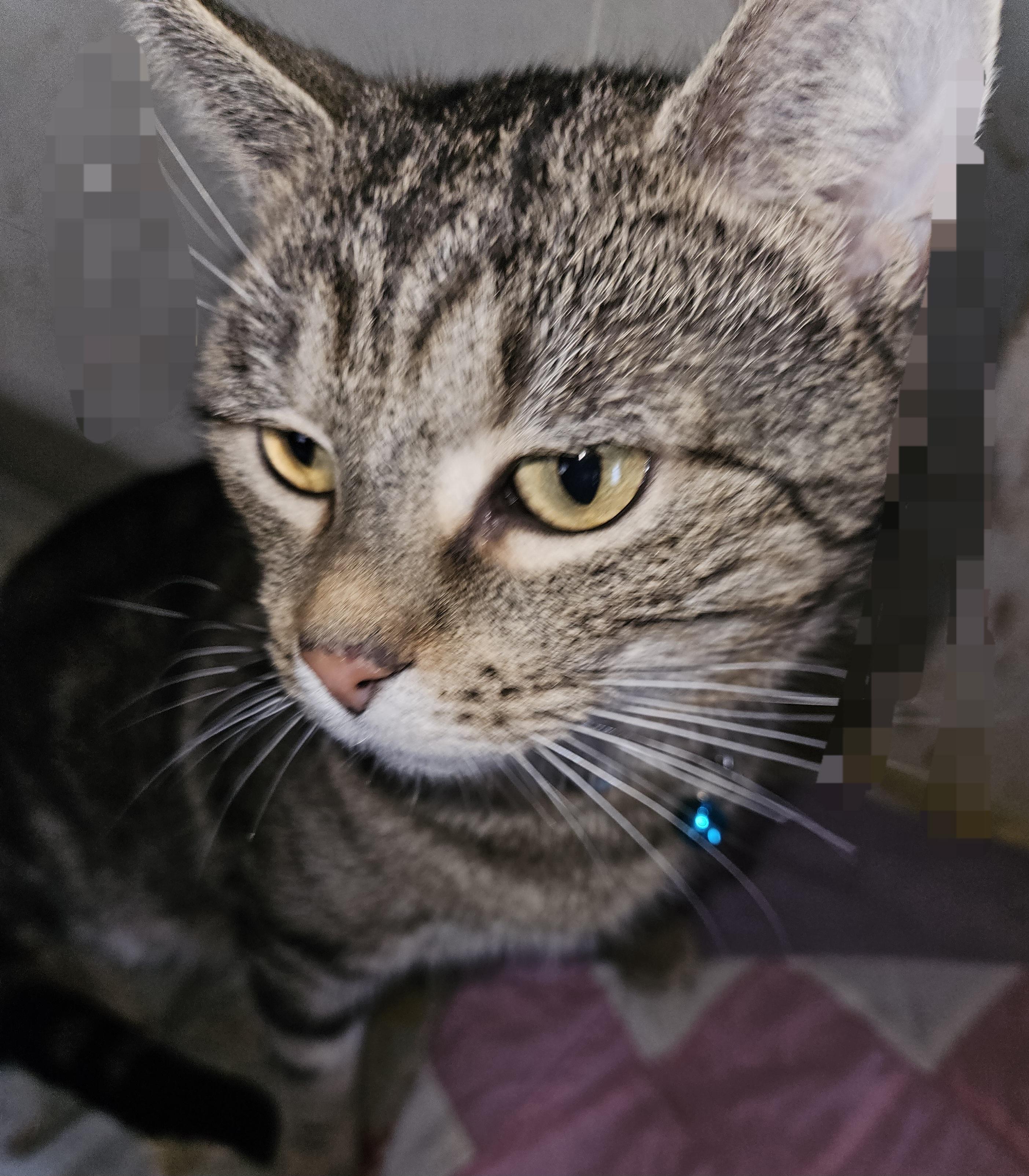 Aiden, a Adoptable Domestic Short Hair in Mansfield, PA image 2/3