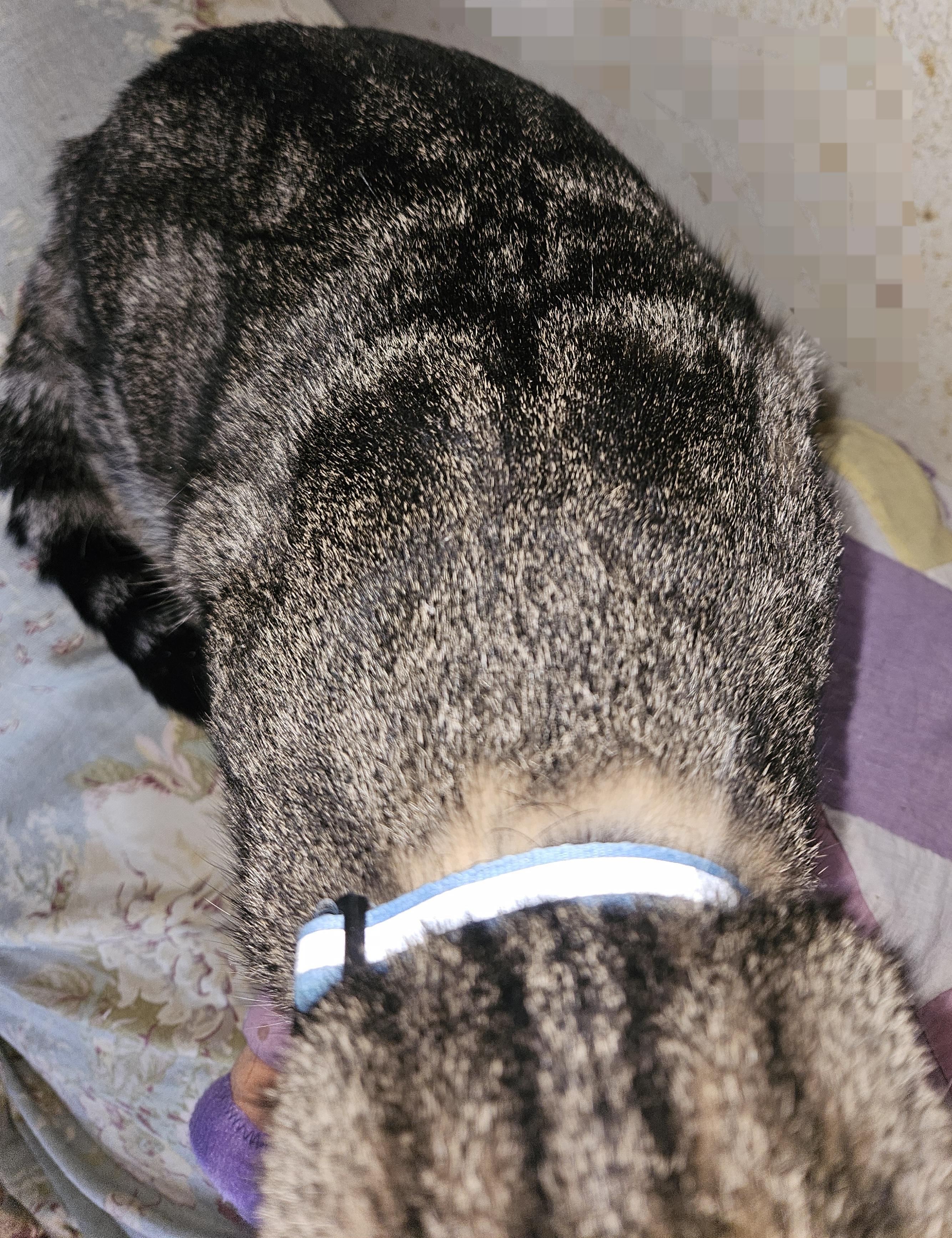 Aiden, a Adoptable Domestic Short Hair in Mansfield, PA image 3/3