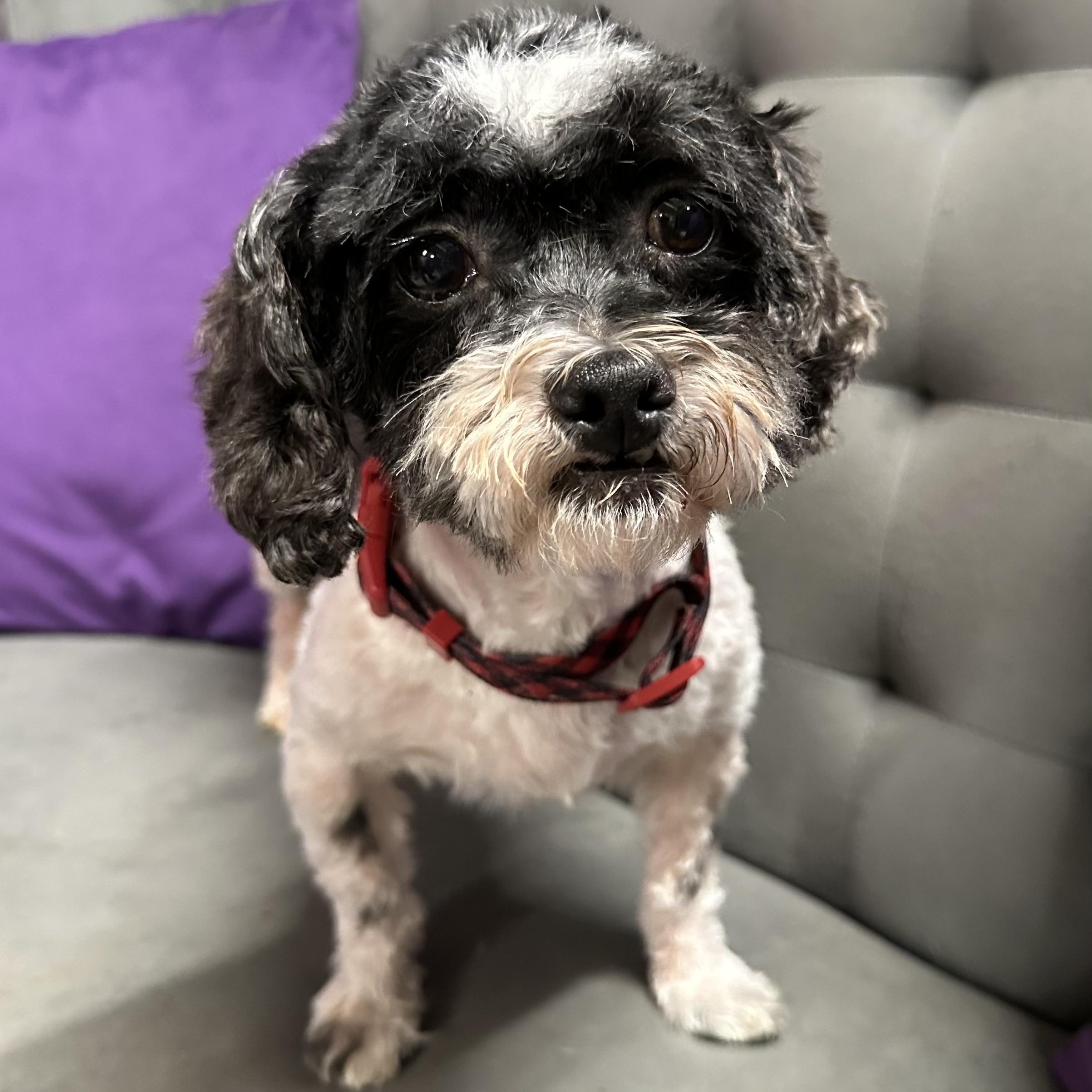 Spotty-Foster Home Needed, Adoptable, Adult Female Miniature Poodle & Shih Tzu.