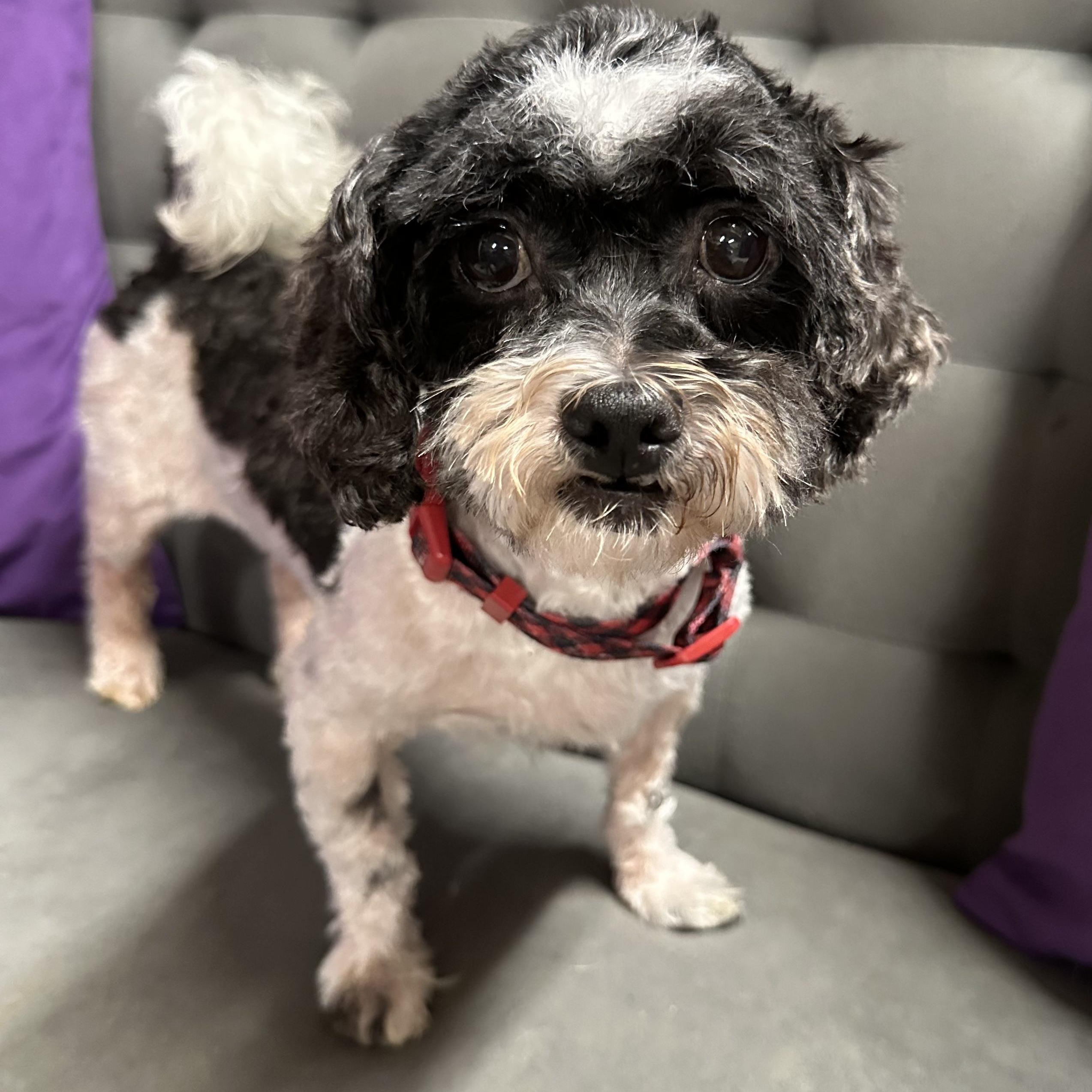 Spotty-Foster Home Needed, a Adoptable mixed breed in Hartland, WI image 5/5