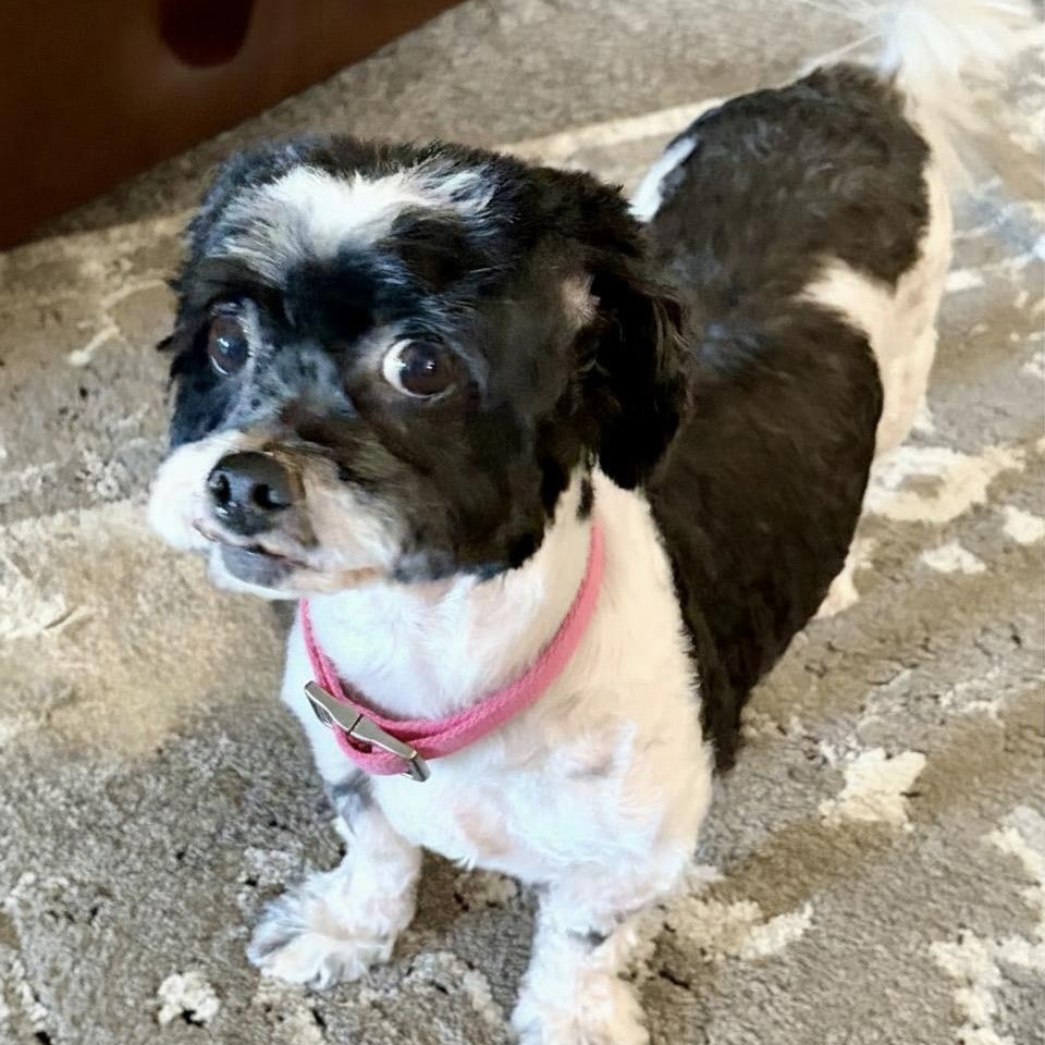 Spotty, Adoptable, Adult Female Miniature Poodle & Shih Tzu.