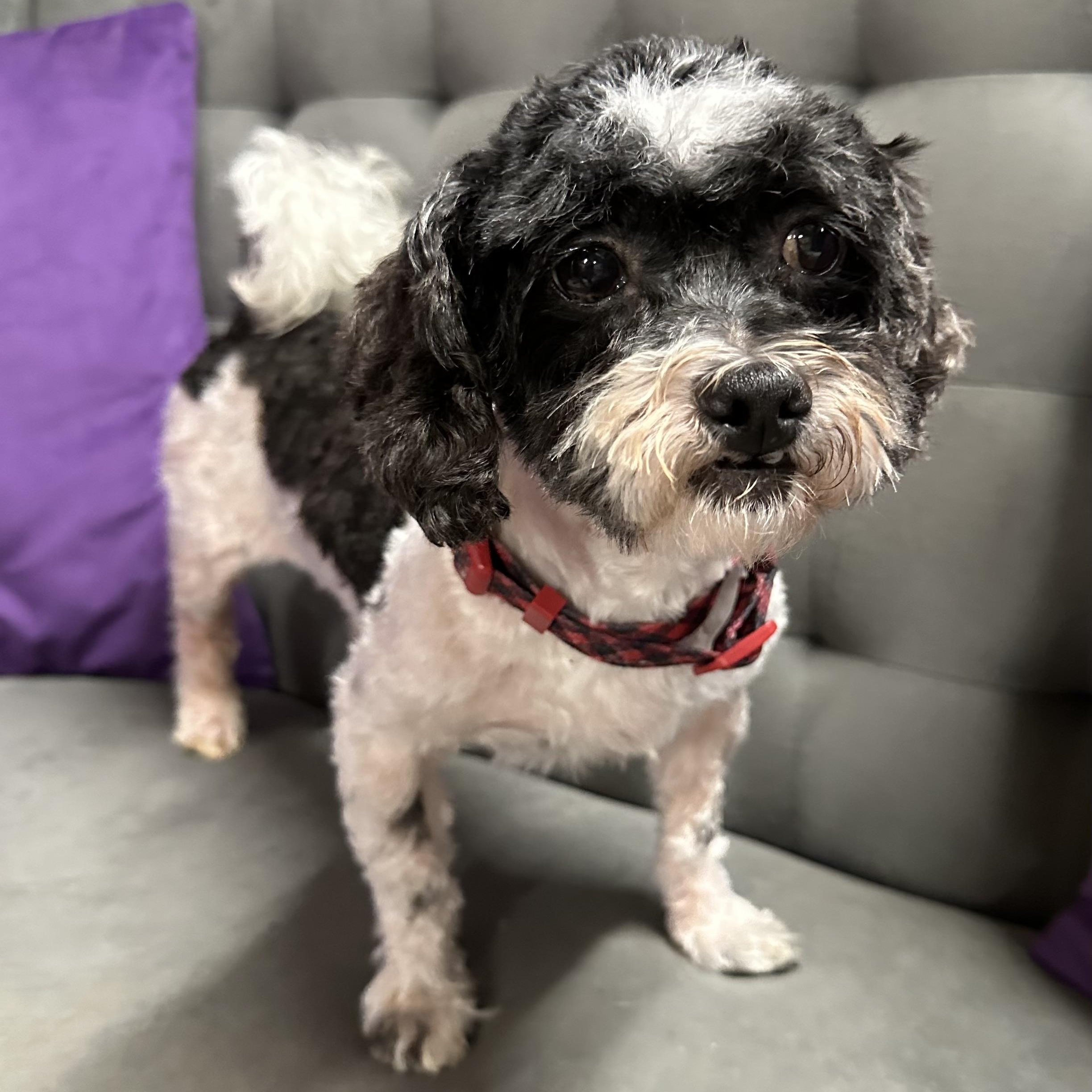 Spotty-Foster Home Needed, a Adoptable mixed breed in Hartland, WI image 4/5