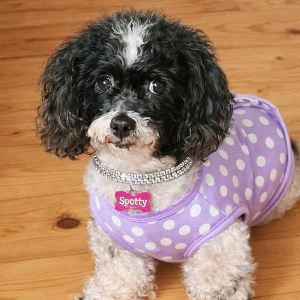 Spotty, Adoptable, Adult Female Miniature Poodle & Shih Tzu.