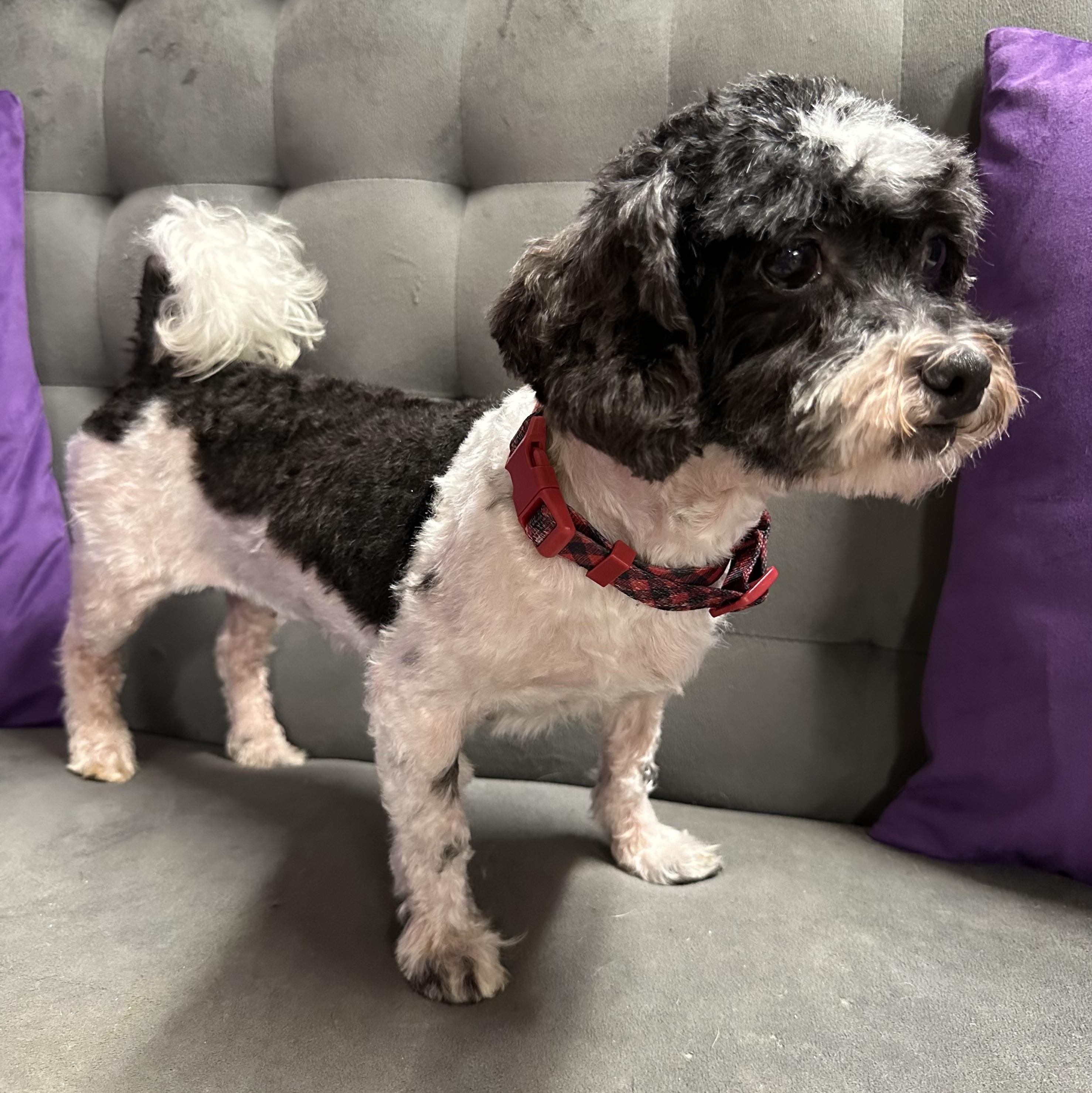 Spotty-Foster Home Needed, a Adoptable mixed breed in Hartland, WI image 3/5