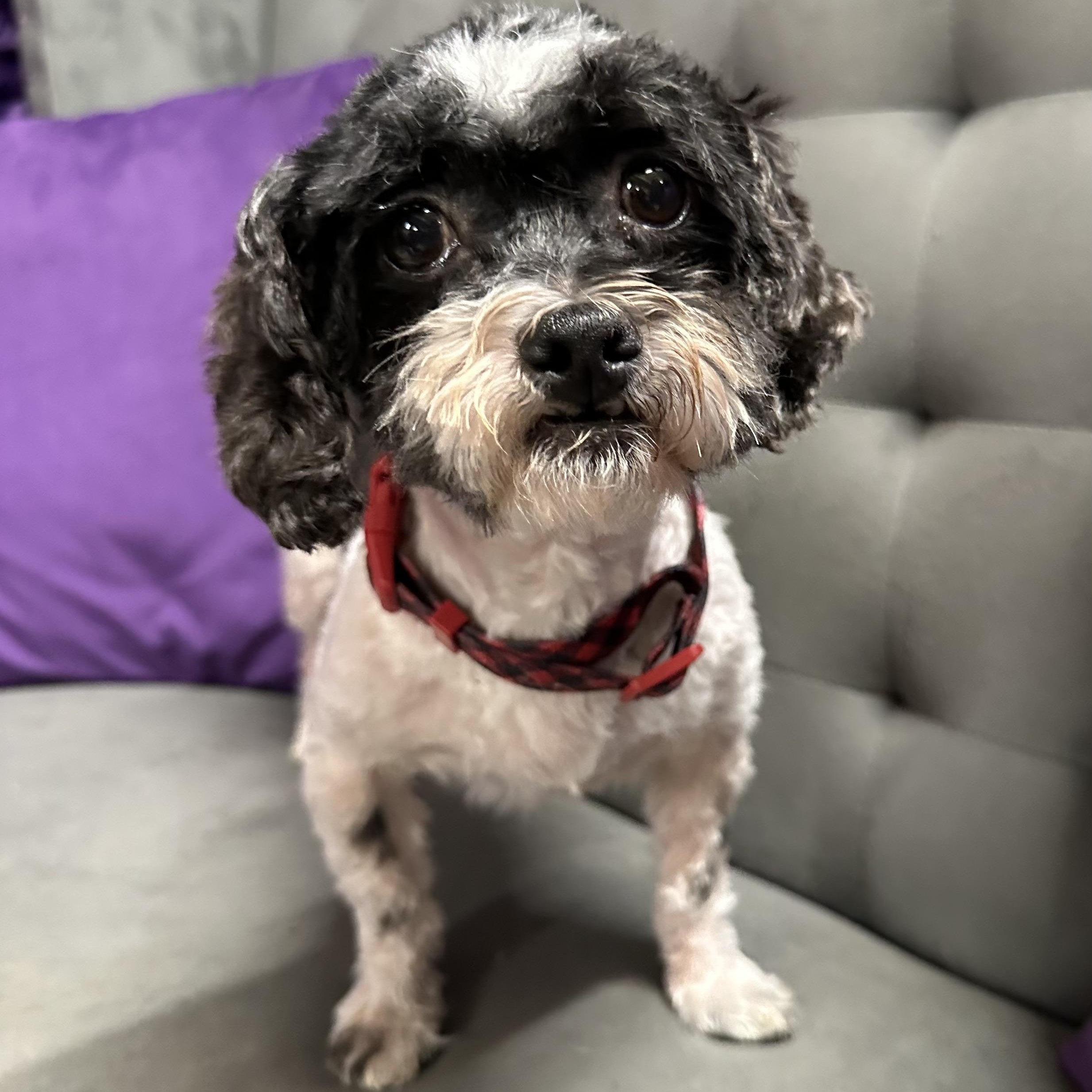 Spotty-Foster Home Needed, a Adoptable mixed breed in Hartland, WI image 2/5