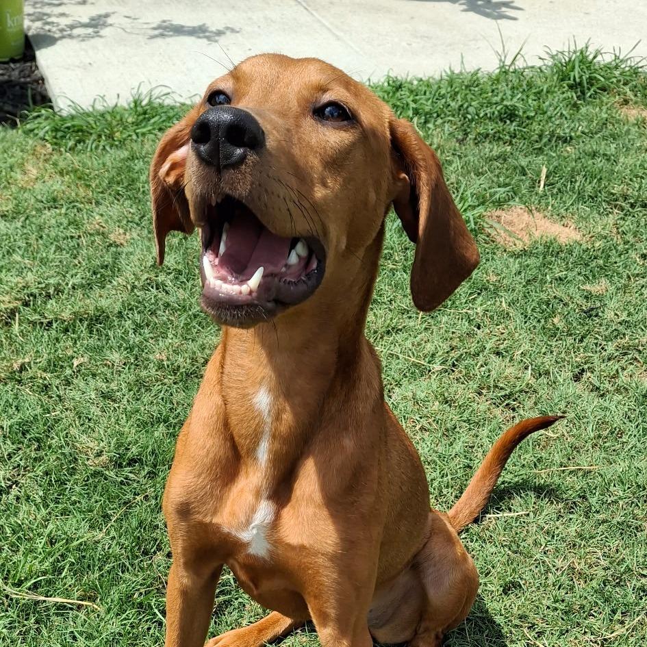 Shirley/Ethel/Setter 2, Adoptable, Young Female Setter & Vizsla.