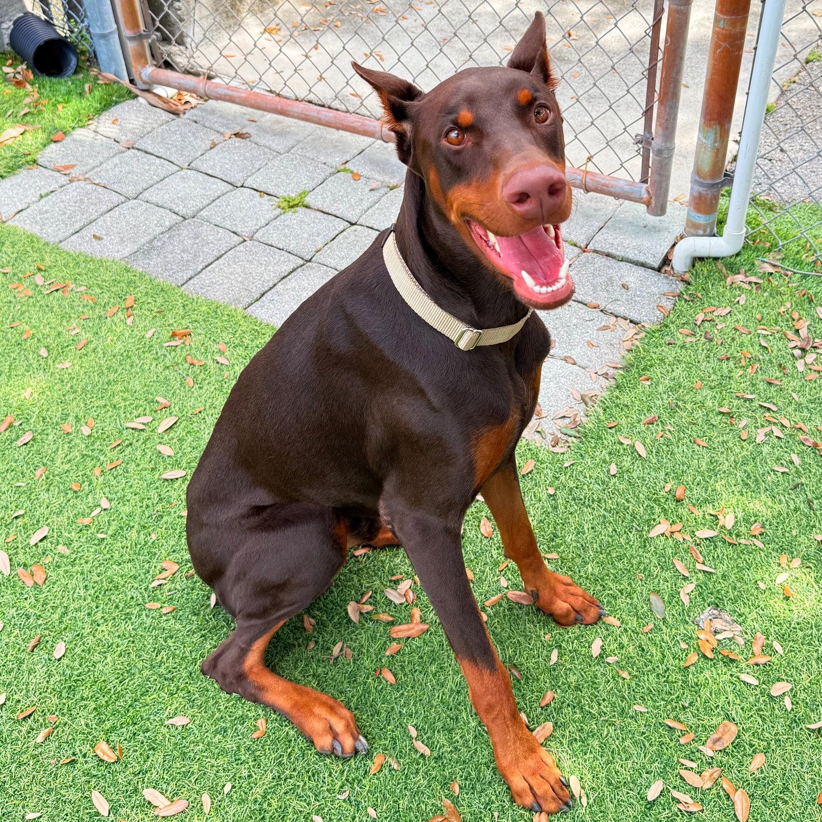 Enlarge Charlie 3620, a Adoptable Doberman Pinscher in Oakland Park, FL image 1/3
