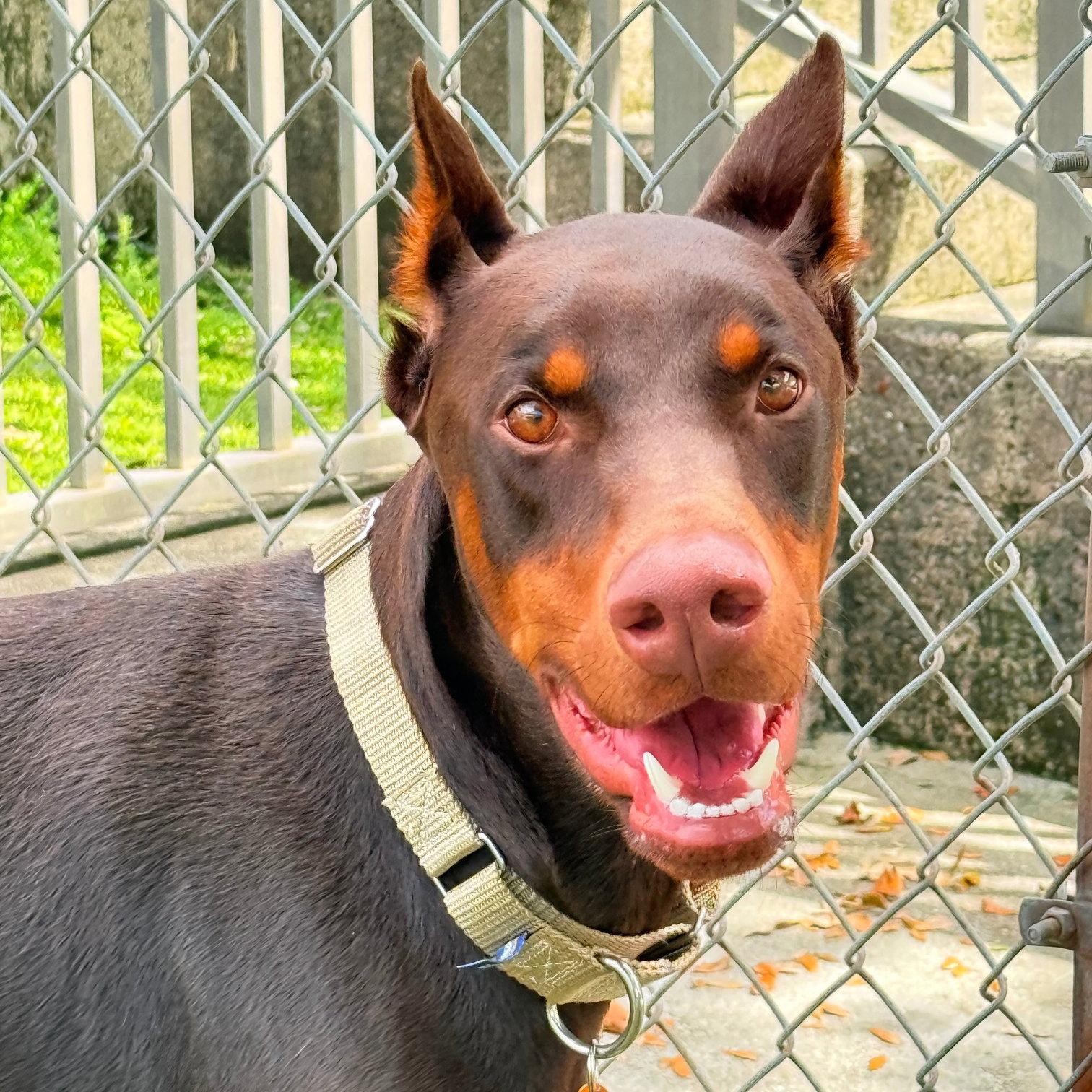 Enlarge Charlie 3620, a Adoptable Doberman Pinscher in Oakland Park, FL image 2/3