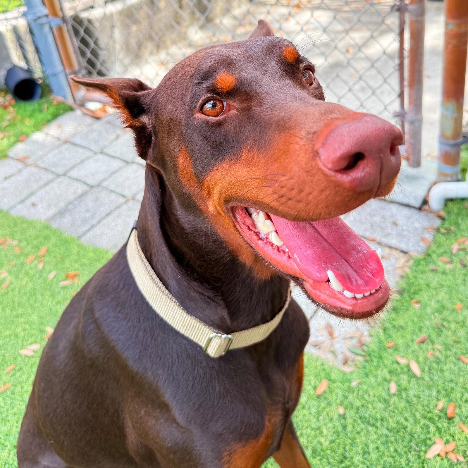 Enlarge Charlie 3620, a Adoptable Doberman Pinscher in Oakland Park, FL image 3/3