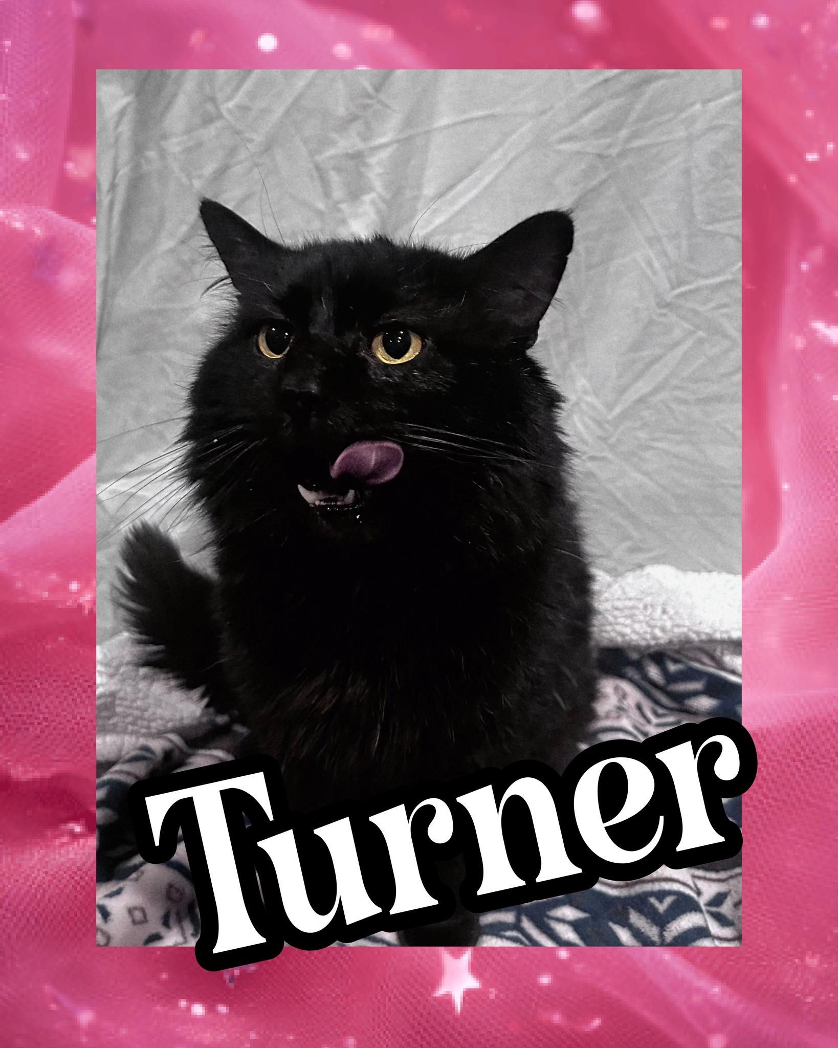 Enlarge Turner, a ADOPTABLE Domestic Long Hair in Plymouth , PA image 3/3
