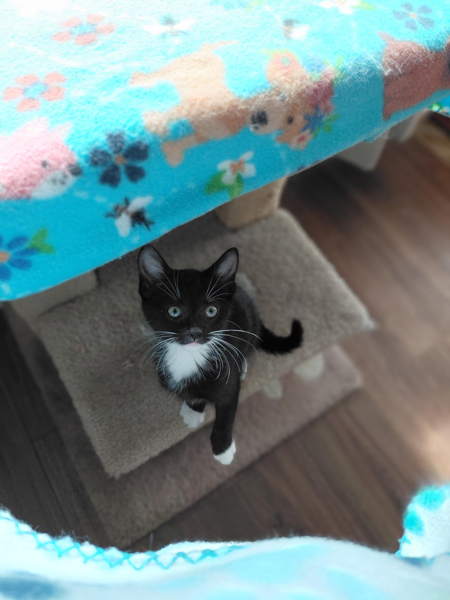 Willie Whiskers, adopted, Kitten Male Tuxedo.