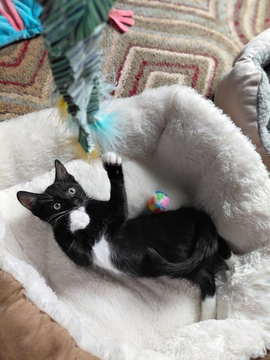 Enlarge Willie Whiskers, an adopted Tuxedo in Powell, TN image 2/6