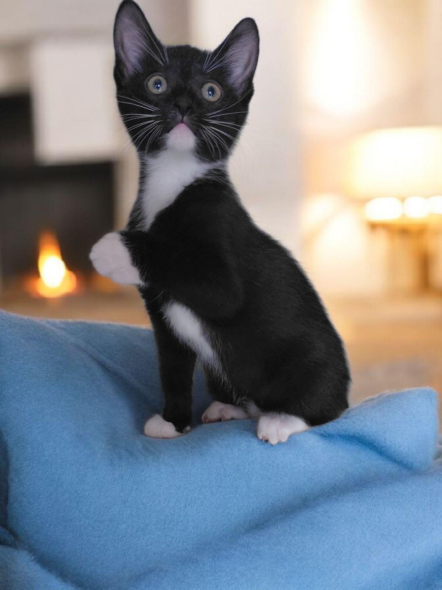 Enlarge Willie Whiskers, an adopted Tuxedo in Powell, TN image 4/6