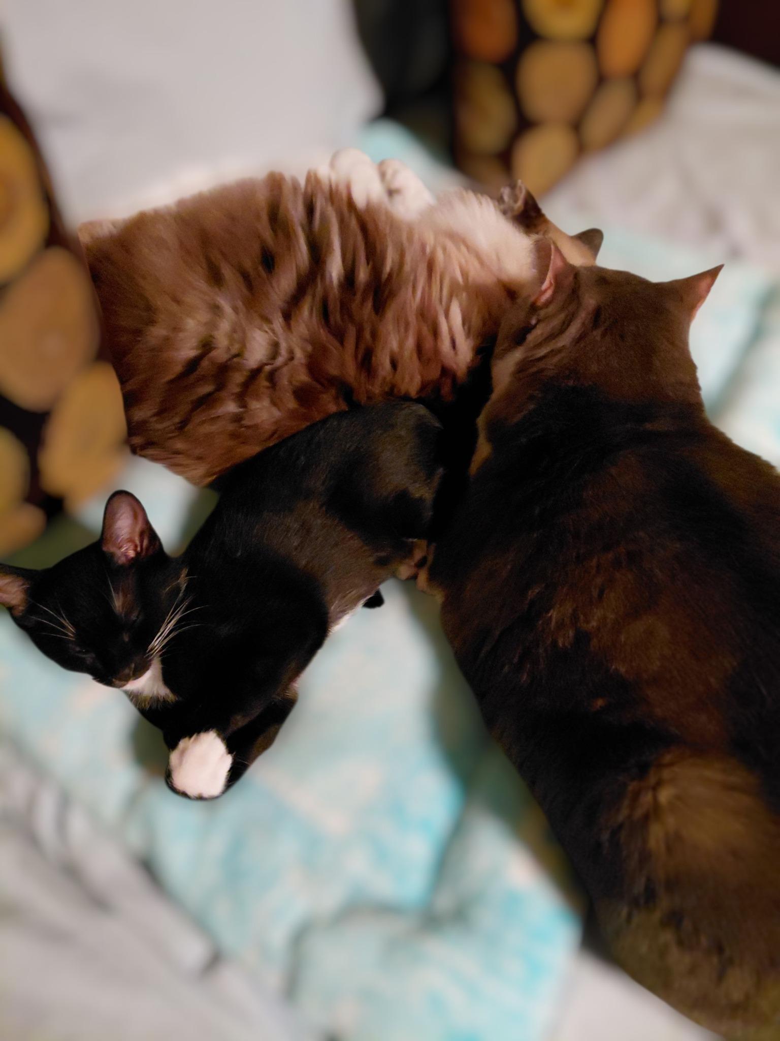 Enlarge Willie Whiskers, an adopted Tuxedo in Powell, TN image 5/6