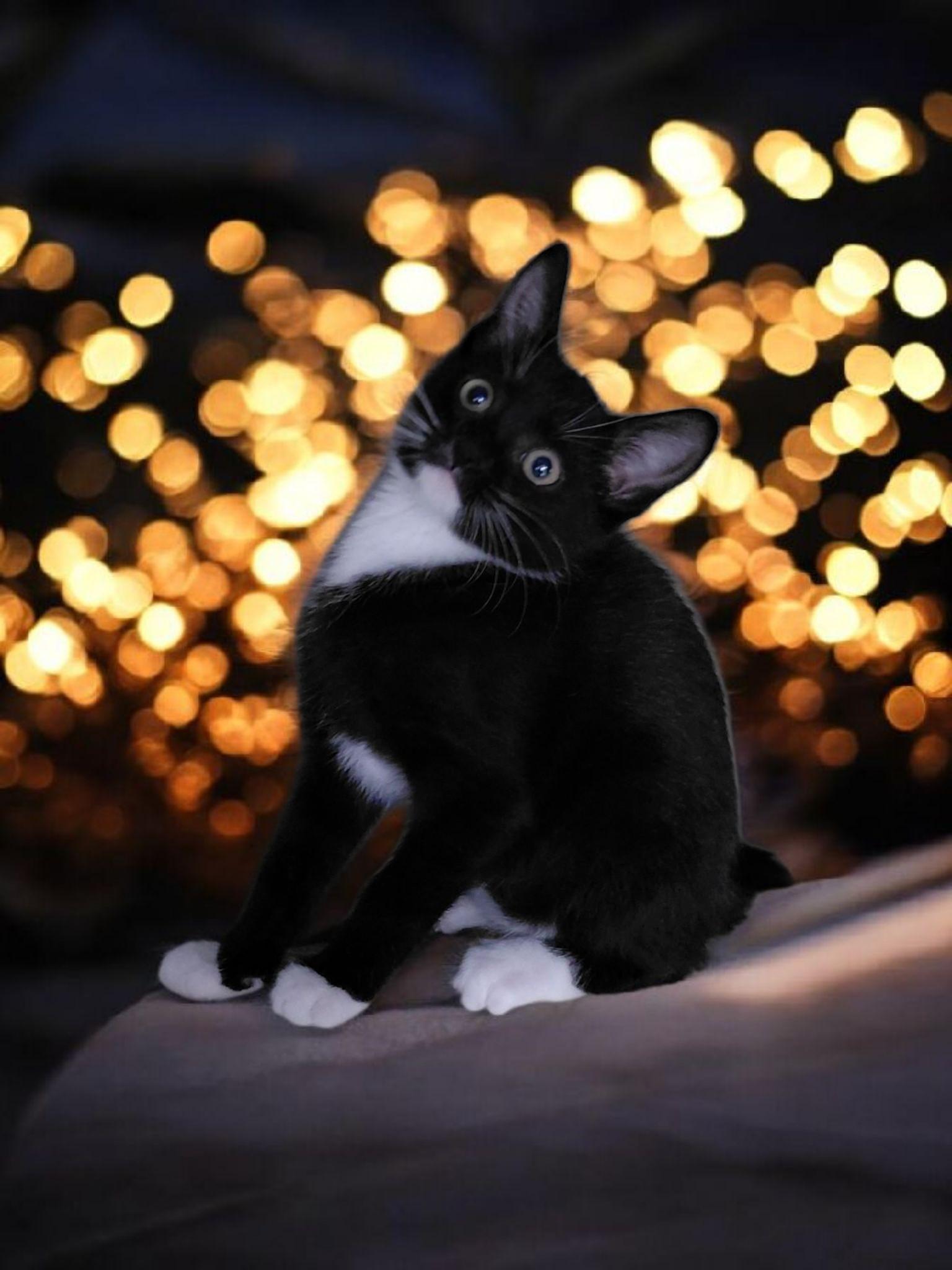 Enlarge Willie Whiskers, an adopted Tuxedo in Powell, TN image 6/6