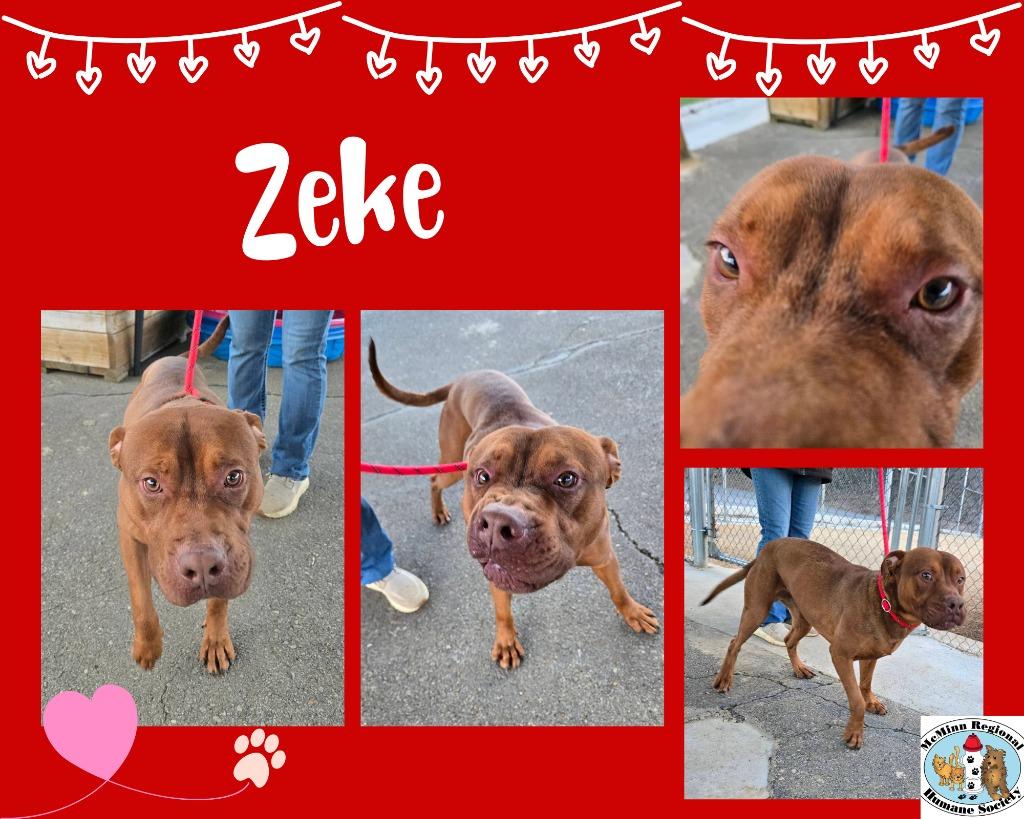 Zeke, Adoptable, Young Male Terrier.