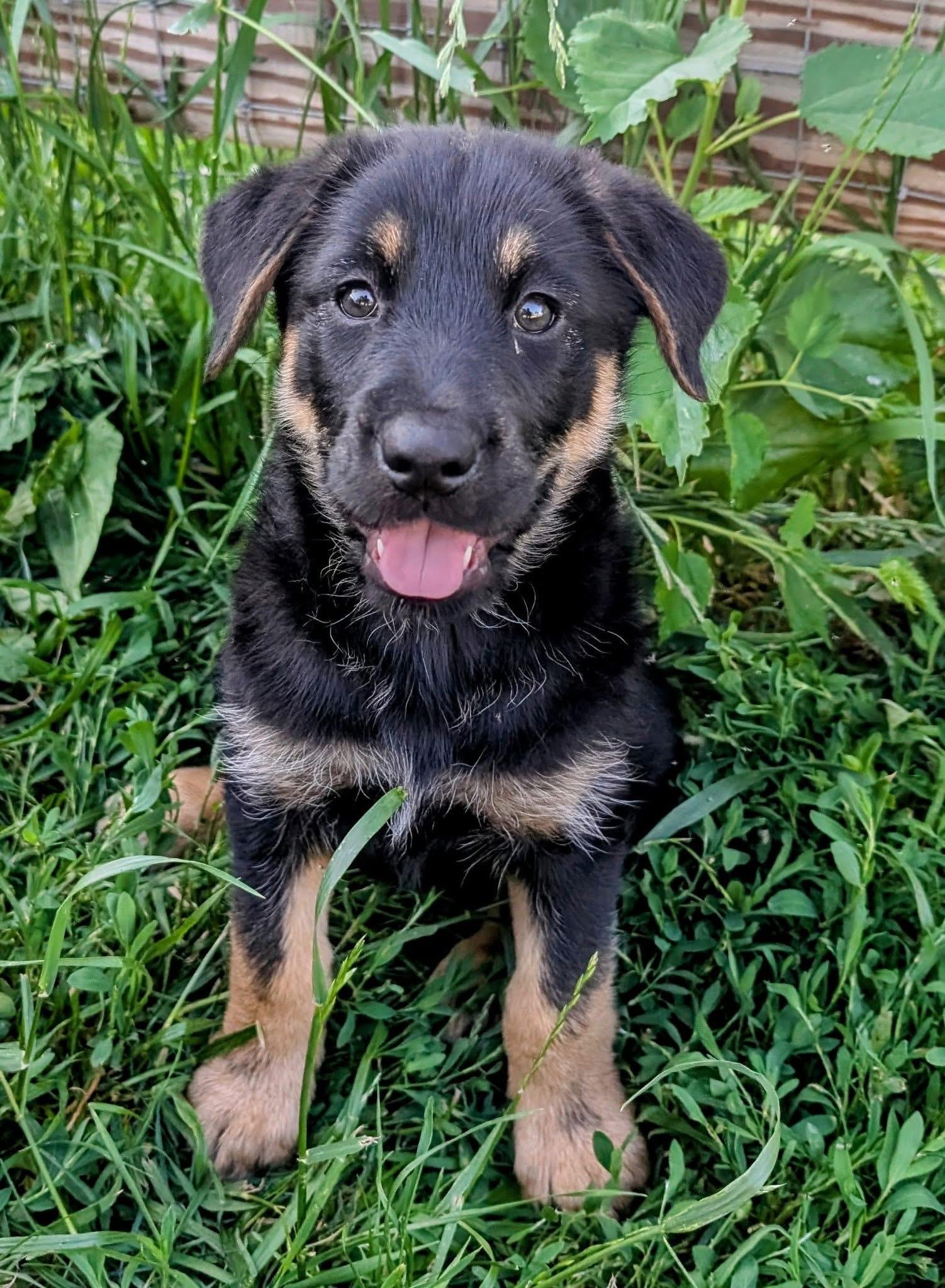 Heidi, Young Female German Shepherd Dog