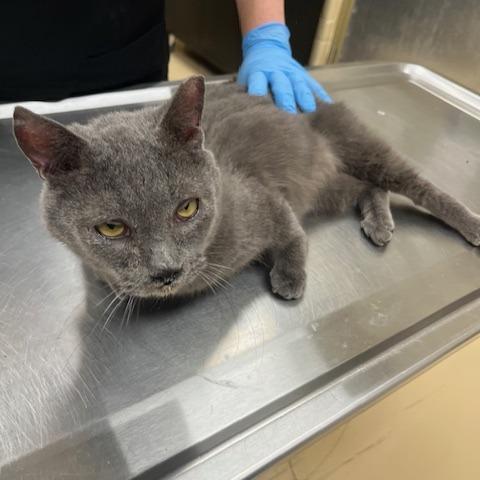 Simpson, Adoptable, Adult Male Domestic Short Hair.