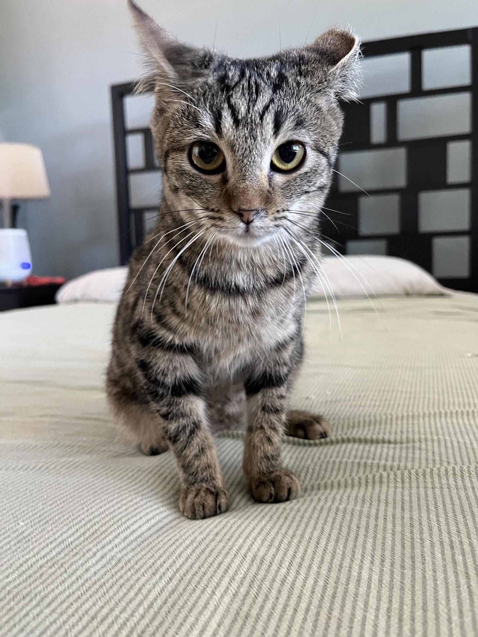 Florida Orange, Adopted, Young Female Domestic Short Hair.