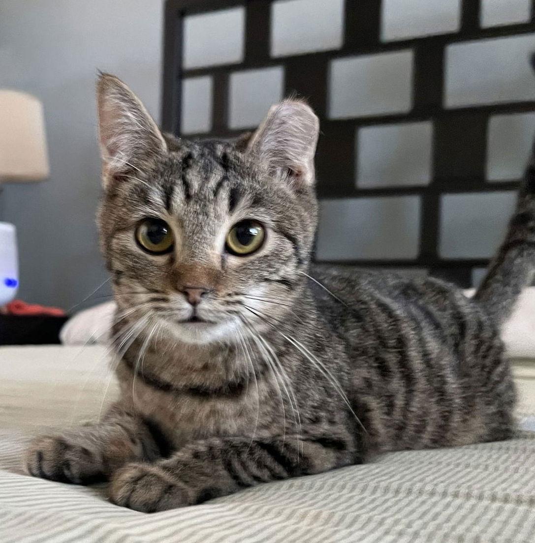 Enlarge Florida Orange, a Adopted Domestic Short Hair in Phoenix, AZ image 2/3