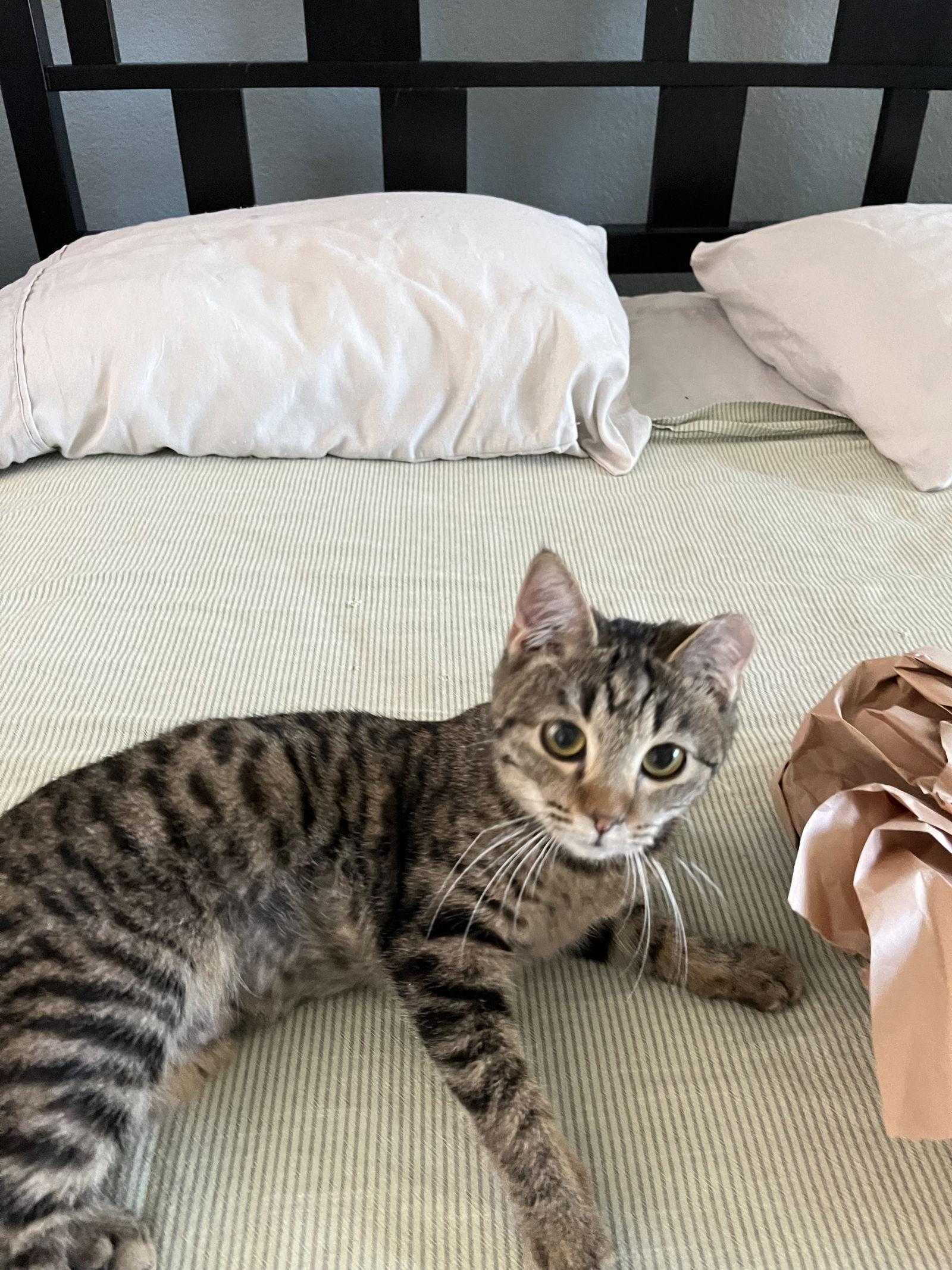 Florida Orange, Adopted, Young Female Domestic Short Hair.