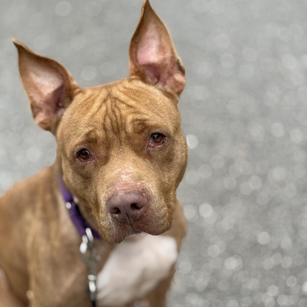 Enlarge Sutton, a Adoptable Mixed Breed in Hamilton, GA image 1/6