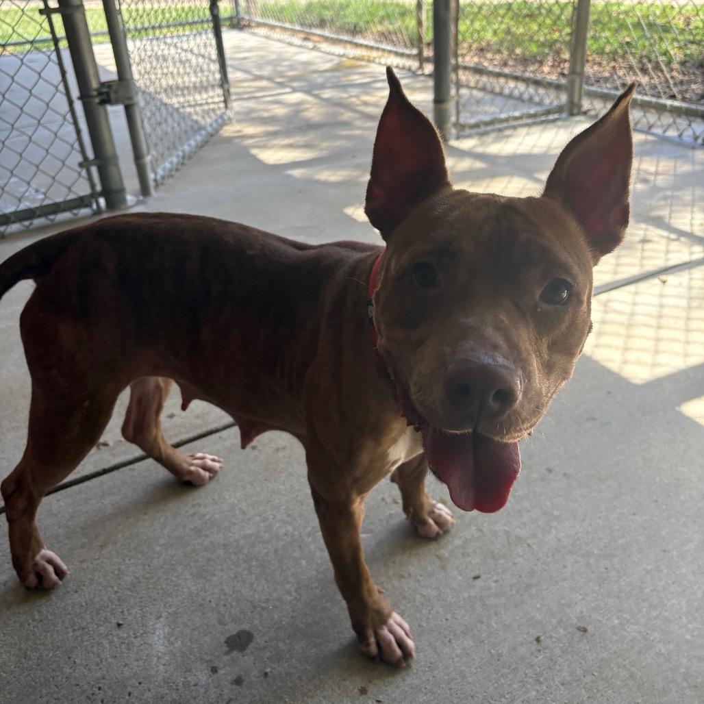 Sutton, Adoptable, Adult Female Mixed Breed.