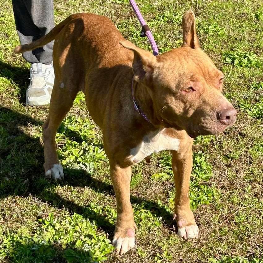 Enlarge Sutton, a Adoptable Mixed Breed in Hamilton, GA image 3/6