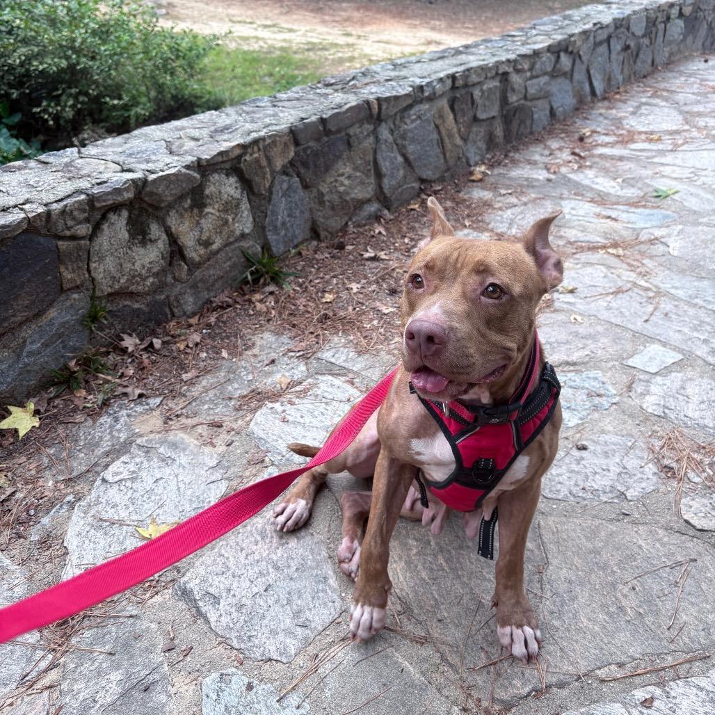 Sutton 9349, a Adoptable Mixed Breed in Hamilton, GA image 1/6