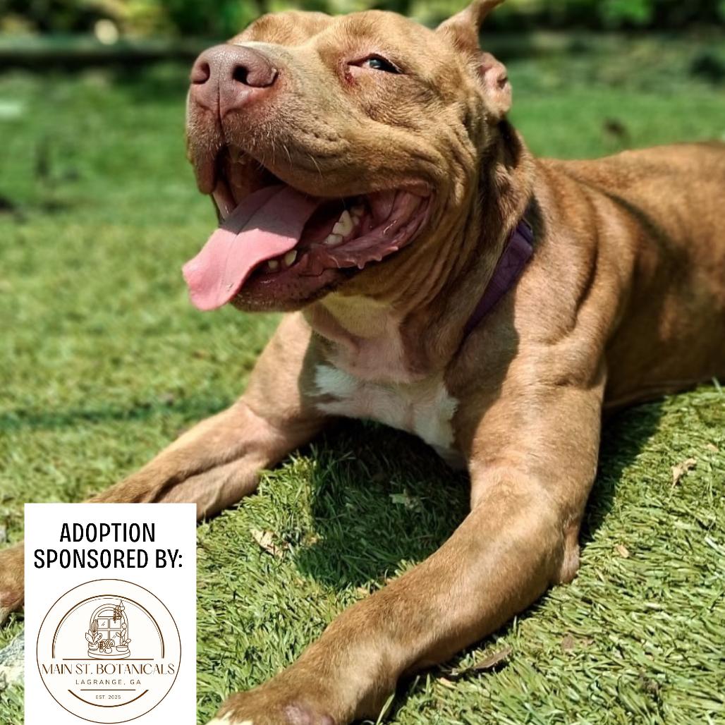 Enlarge Sutton 9349, a Adoptable Mixed Breed in Hamilton, GA image 2/6
