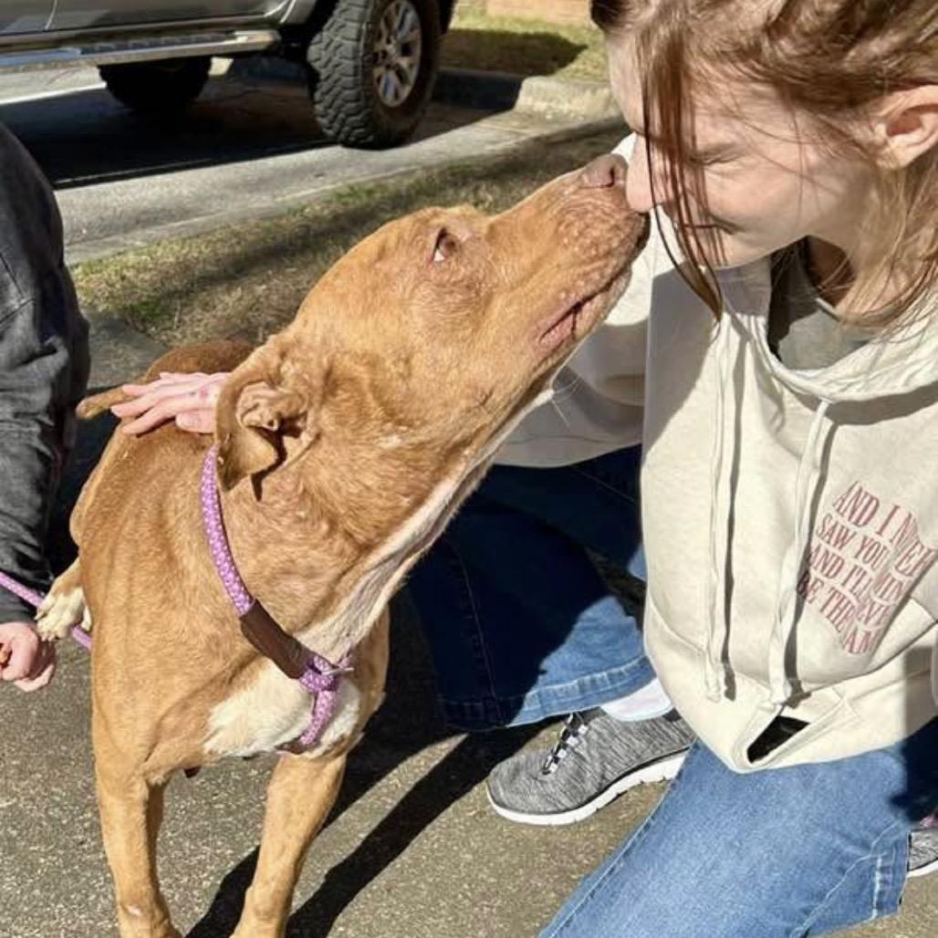 Enlarge Sutton, a Adoptable Mixed Breed in Hamilton, GA image 4/6
