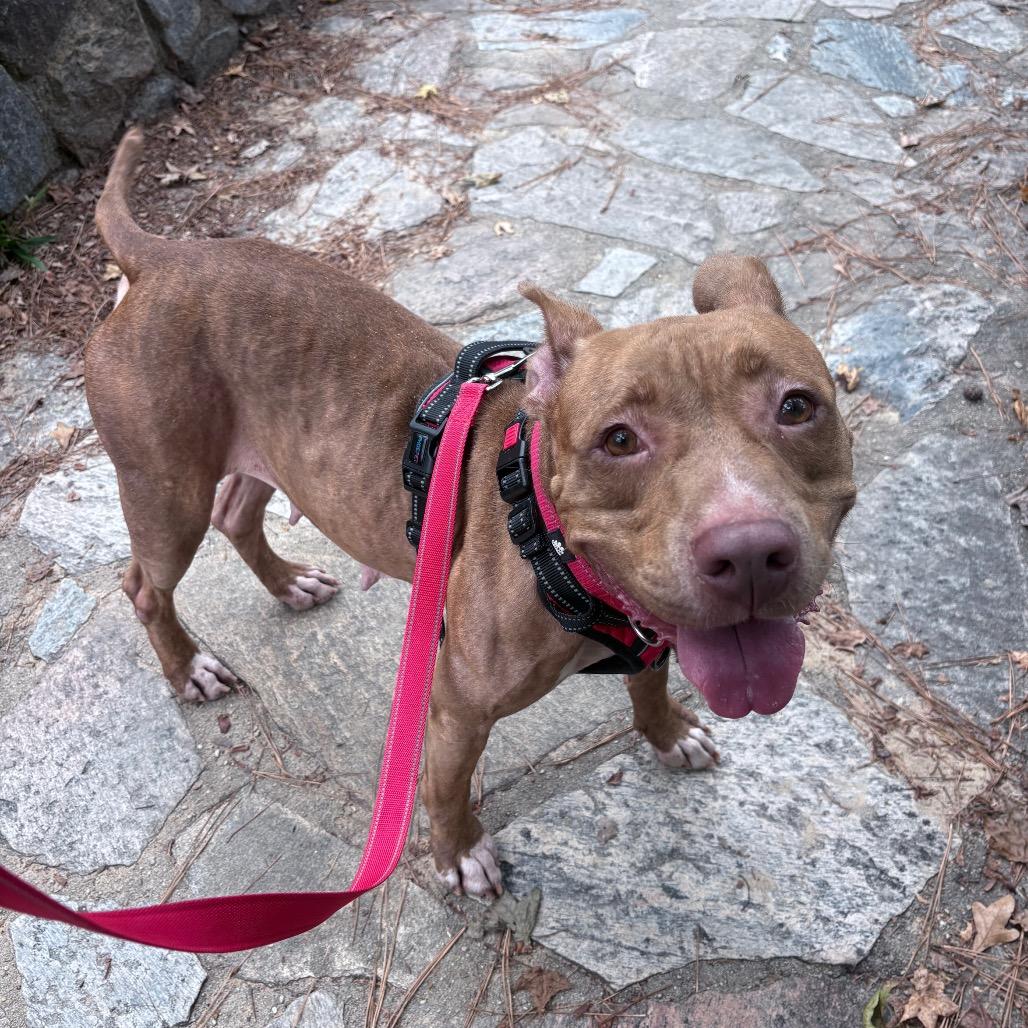 Sutton 9349, a Adoptable Mixed Breed in Hamilton, GA image 2/6