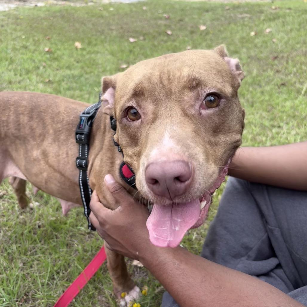 Sutton 9349, a Adoptable Mixed Breed in Hamilton, GA image 3/6