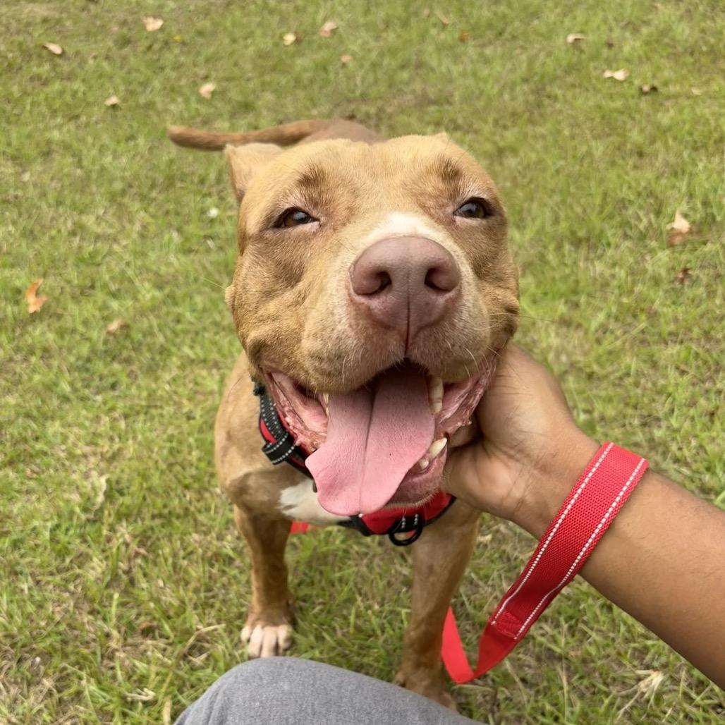 Sutton 9349, a Adoptable Mixed Breed in Hamilton, GA image 4/6