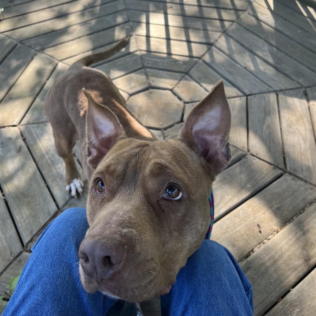 Enlarge Sutton, a Adoptable Mixed Breed in Hamilton, GA image 4/6