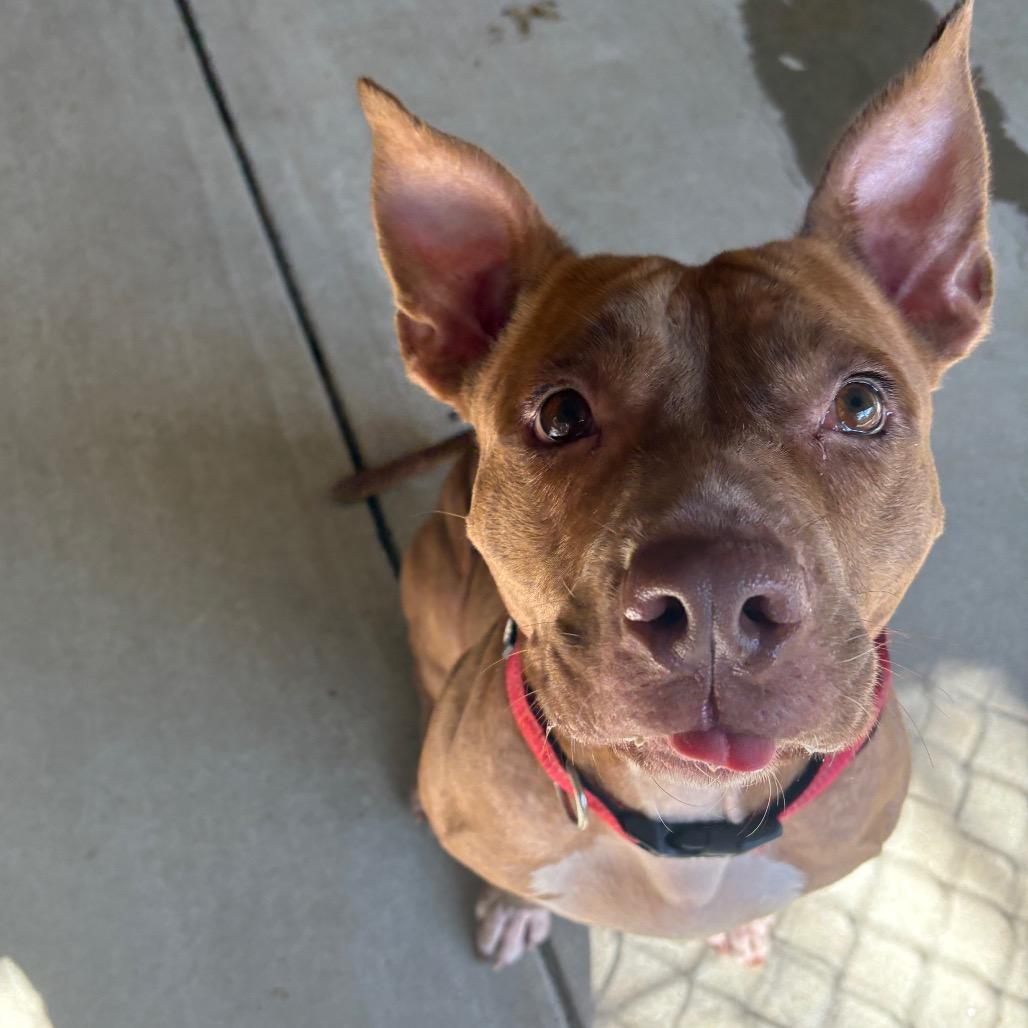 Enlarge Sutton, a Adoptable Mixed Breed in Hamilton, GA image 5/6