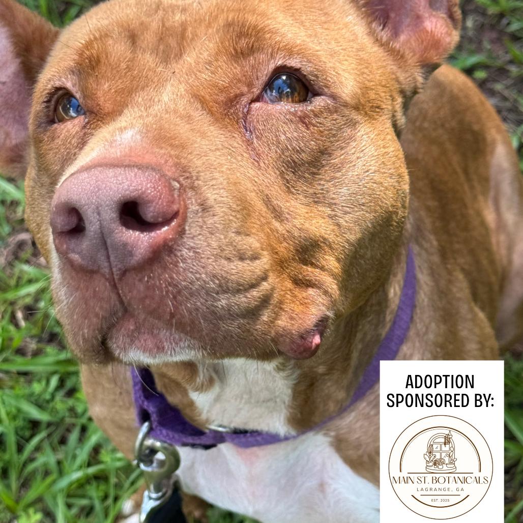 Sutton 9349, a Adoptable Mixed Breed in Hamilton, GA image 6/6